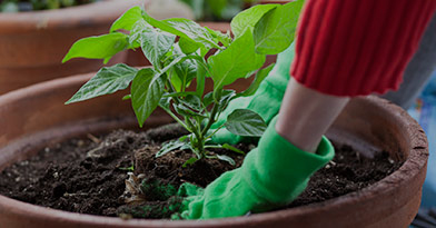 Jardinage